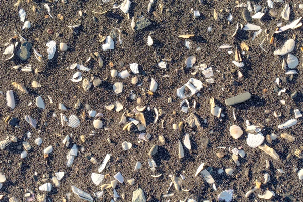 Areia de fundo com cockleshells — Fotografia de Stock