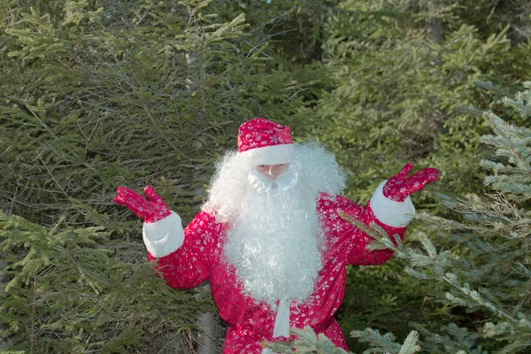 Santa Claus op een bont-boom — Stockfoto