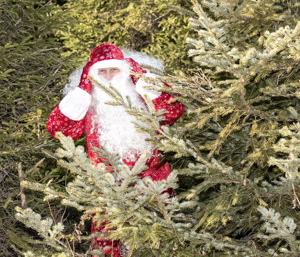 Santa Claus en un árbol de pelos —  Fotos de Stock