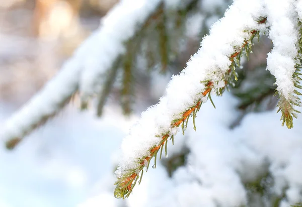 Fur-tree branches — Stockfoto