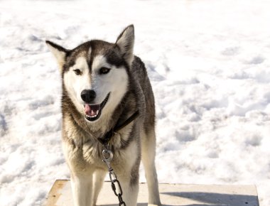 Kamçatka Huskies köpekler için kreş