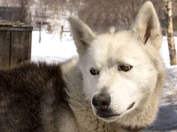 Husky v dětském pokoji pro psy na Kamčatce — Stock fotografie