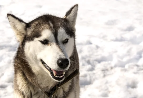 Kamčatka Husky v dětském pokoji pro psy — Stock fotografie