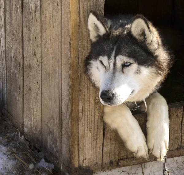 Sibiřský husky v dětském pokoji pro psy — Stock fotografie