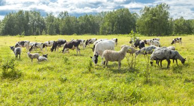 Calfs ve güneşli bir günde bir mera üzerinde kuzu