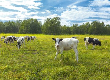 Calfs on a pasture in a sunny day on Kamchatka clipart
