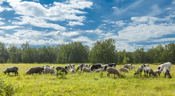 Calfs and lambs on a pasture in a sunny day — Stock Photo, Image