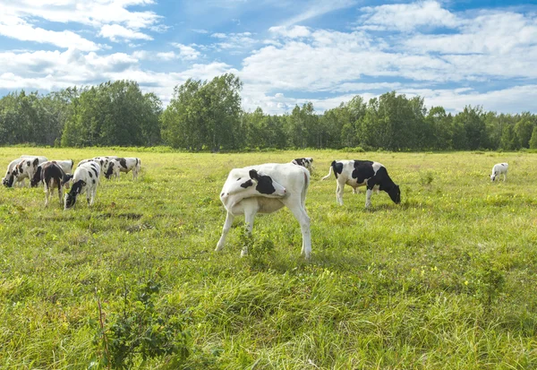 Calfs on a pasture in a sunny day on Kamchatka — Stock Photo, Image