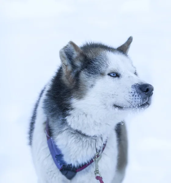 Kamčatka husky v zimě — Stock fotografie