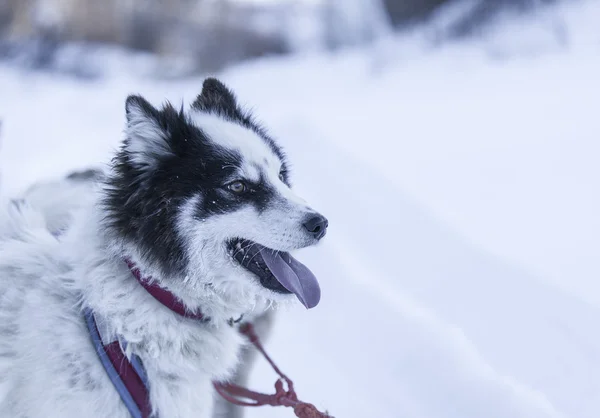 Kamchatka Husky kışın — Stok fotoğraf