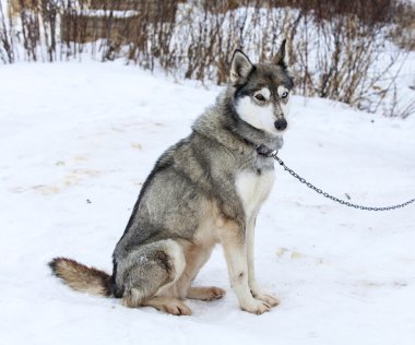 Köpekler için kreş dış yapraklar