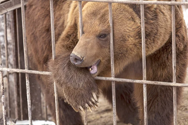 檻の中の熊 — ストック写真