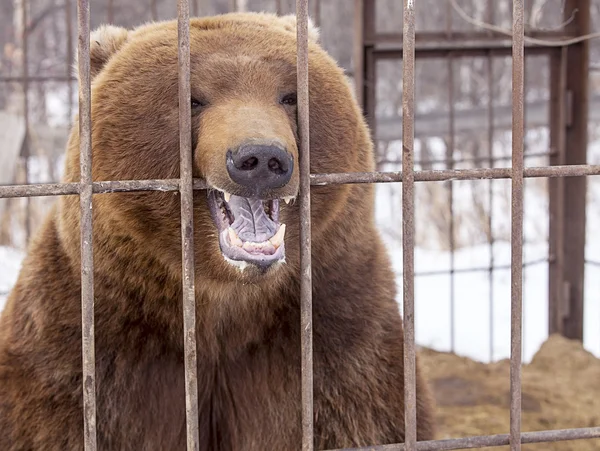 Бурый медведь в клетке — стоковое фото