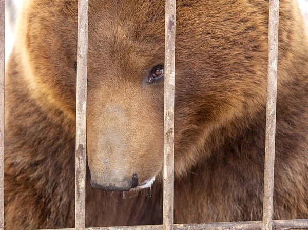 Urso marrom em uma jaula — Fotografia de Stock