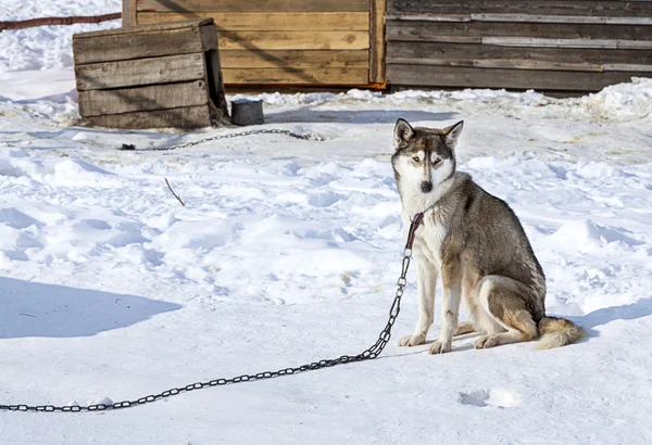 Huskies in nursery for dogs — Stock Photo, Image