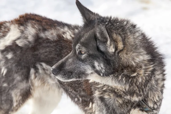 Husky dog during molting — Stock Photo, Image