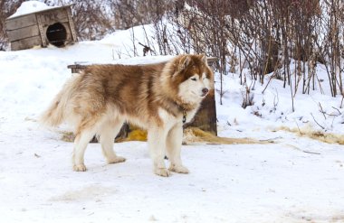Kırmızı Malamute köpekler için kreş