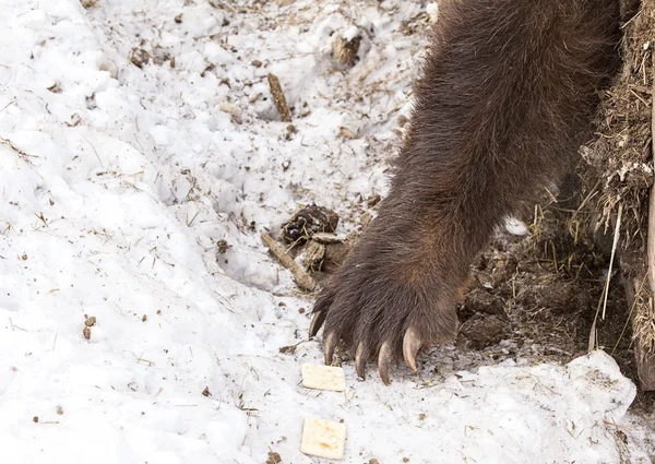 Urso pardo da pata — Fotografia de Stock