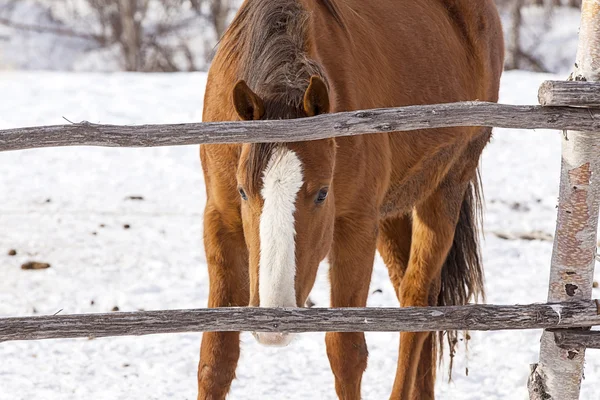 Red horse on a big farm in winter — Stock Photo, Image
