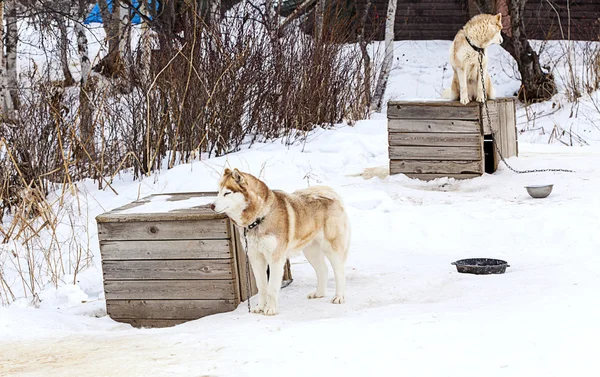 Red Malamute  in nursery for dogs — Stock Photo, Image