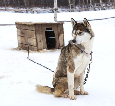 Köpekler için kreş dış yapraklar
