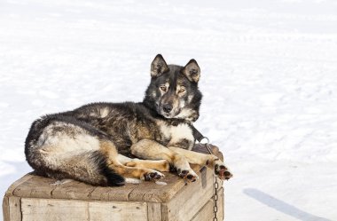 Köpekler için kreş dış yapraklar
