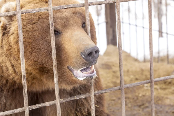 Urso marrom em uma jaula — Fotografia de Stock