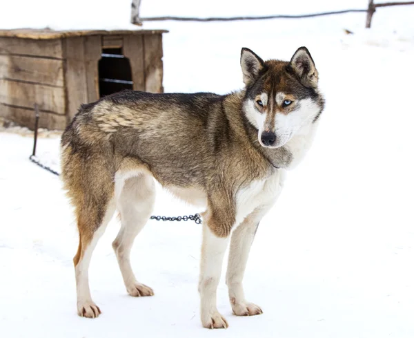 Husky v dětském pokoji pro psy — Stock fotografie