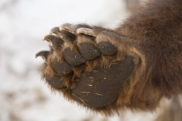 Pata oso marrón —  Fotos de Stock