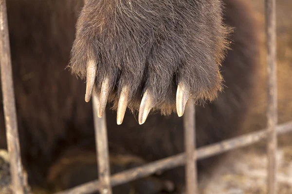 Paw brown bear — Stock Photo, Image