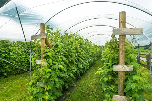 Gran cultivo de frambuesa Imágenes de stock libres de derechos