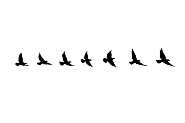 Silhouettes Oiseaux Volants Sur Fond Isolé Illustration Vectorielle Oiseau Isolé — Image vectorielle