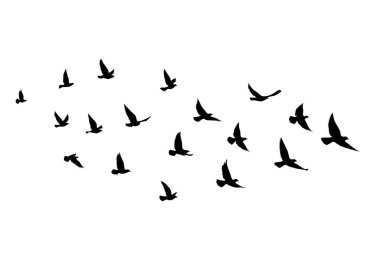 İzole edilmiş arka planda uçan kuş siluetleri. Vektör çizimi. İzole kuş uçuşu. dövme ve duvar kağıdı arkaplan tasarımı.