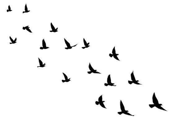 Siluetas Aves Voladoras Sobre Fondo Aislado Ilustración Vectorial Aves Aisladas — Vector de stock