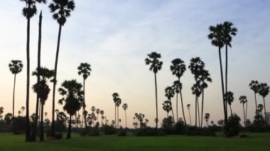 Gün batımında hindistan cevizi palmiyesi silueti. Doğa görüntüsü. Doğanın duvar kağıdı.