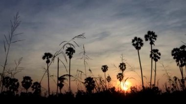 Gün batımında hindistan cevizi palmiyesi silueti. Doğa görüntüsü. Doğanın duvar kağıdı.