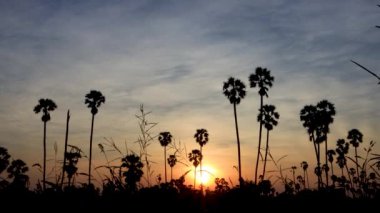 Gün batımında hindistan cevizi palmiyesi silueti. Doğa görüntüsü. Doğanın duvar kağıdı.