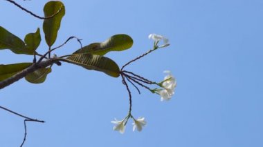 Güzel tatlı Plumeria çiçekleri, çiçek açan, izole bir çiçek. Klasik ve doğal arka plan. Çiçeği kapat. Gökyüzü arkaplanı.