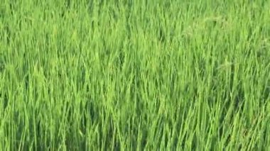 Tarım hayatı konsepti Tayland. Pirinç tarımı için kırsal alanlarda tarım yapan yeşil pirinç bitkileri çeltik tarlalarında büyüyor. Paddy pirinç hasadı, rüzgarda sallanan pirinç sapları.