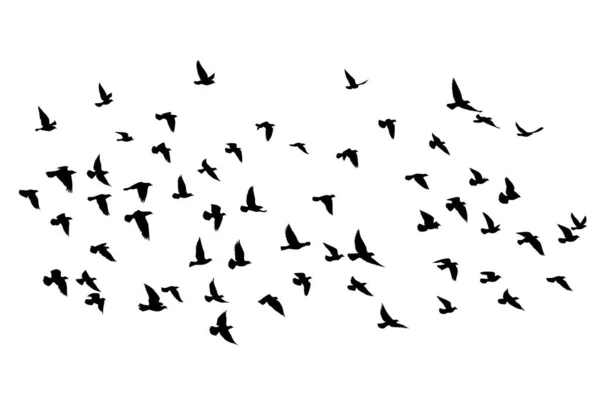 Siluetas Aves Voladoras Sobre Fondo Aislado Ilustración Vectorial Aves Aisladas — Archivo Imágenes Vectoriales