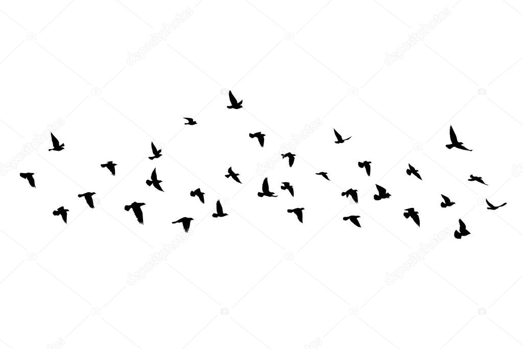 Flying birds silhouettes on isolated background. Vector illustration. isolated bird flying. tattoo and wallpaper background design. sky and cloud with fly bird. color shade palette.