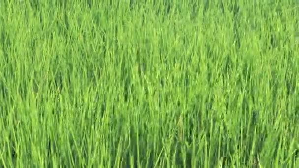 Agricultural Lifestyle Concept Thailand Agriculture Rural Life Rice Farming Green — Stock Video