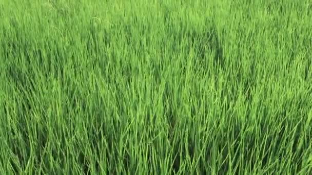 Tarım Hayatı Konsepti Tayland Pirinç Tarımı Için Kırsal Alanlarda Tarım — Stok video