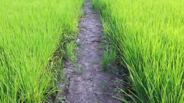 タイの農業ライフスタイルの概念 稲作のための農村生活 水田で緑の若い米の植物が栽培されています 水田稲作風に揺れる稲の茎 — ストック動画
