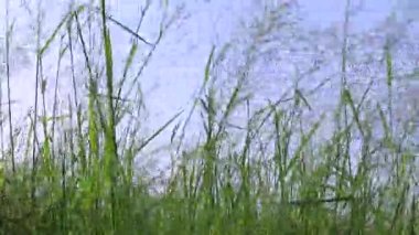 Tarım hayatı konsepti Tayland. Pirinç tarımı için kırsal alanlarda tarım yapan yeşil pirinç bitkileri çeltik tarlalarında büyüyor. Paddy pirinç hasadı, rüzgarda sallanan pirinç sapları.