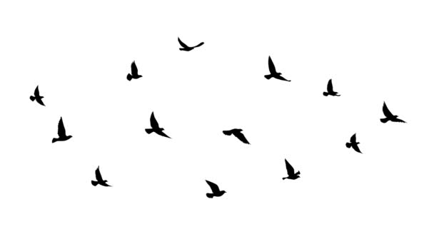 Flygande Fåglar Silhuetter Vit Bakgrund Illustration Rörelse Grafisk Video Naturmönster — Stockvideo