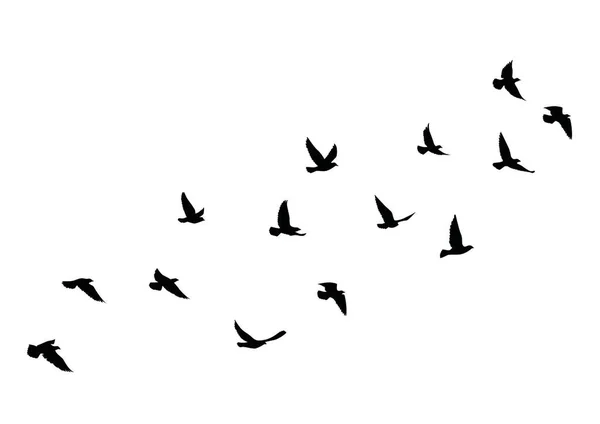 Siluetas Aves Voladoras Sobre Fondo Blanco Ilustración Vectorial Aves Aisladas — Vector de stock