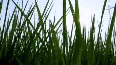 Tarım hayatı konsepti Tayland. Pirinç tarımı için kırsal alanlarda tarım yapan yeşil pirinç bitkileri çeltik tarlalarında büyüyor. Paddy pirinç hasadı, rüzgarda sallanan pirinç sapları.