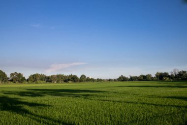 Güneydoğu Asya 'da yeşil çeltik tarlası tarımı geçmişi.