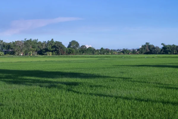 Green Rice Paddy Field Agriculture Background South East Asia — Stock Photo, Image